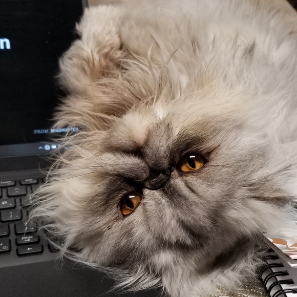 Meet your Posher, Darla - Picture 5 of 10